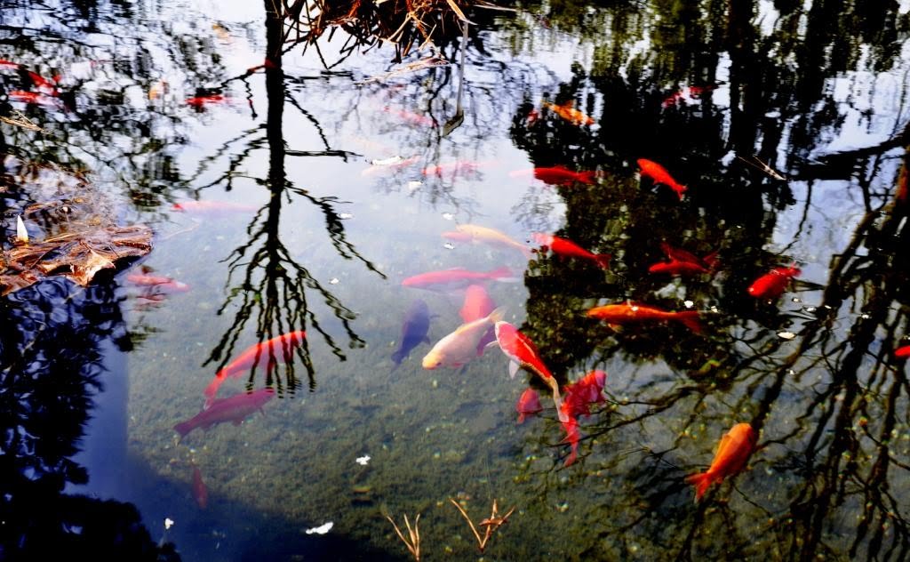 Les poissons Rouges. by Ho Tich Chau