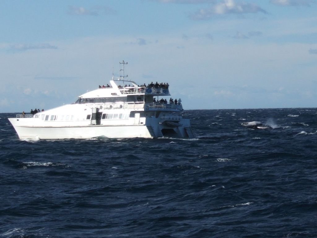 Whale watching boat near Sydney Harbour Heads. Notice the whale jumping out of the water! by Jirka Hroník