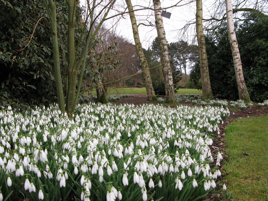 Galanthus elwesii by Lesley Rigby