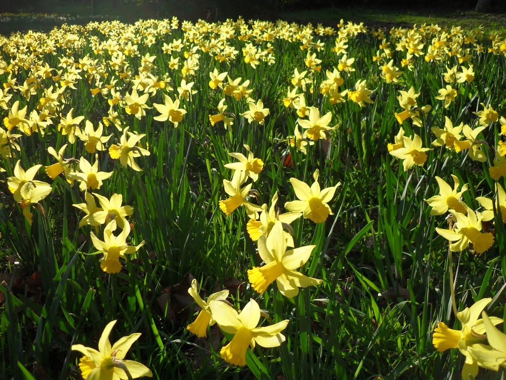 Lac marion premiéres jonquilles by david ollagnon