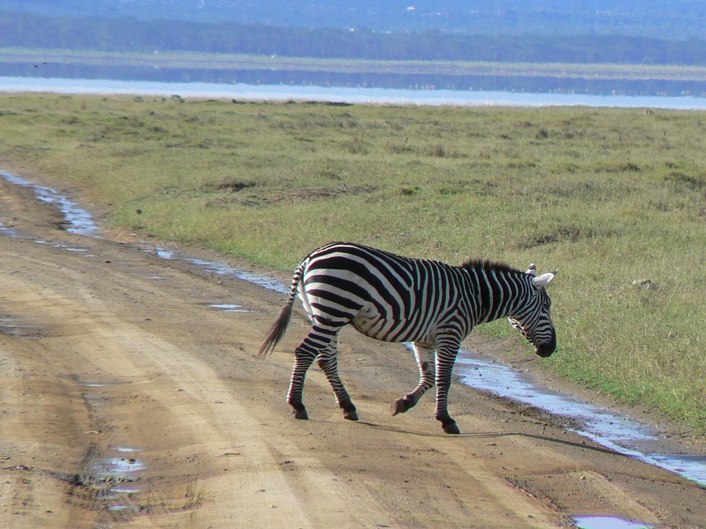 Zebra Lake Nakuru National Park by Phil Hassler