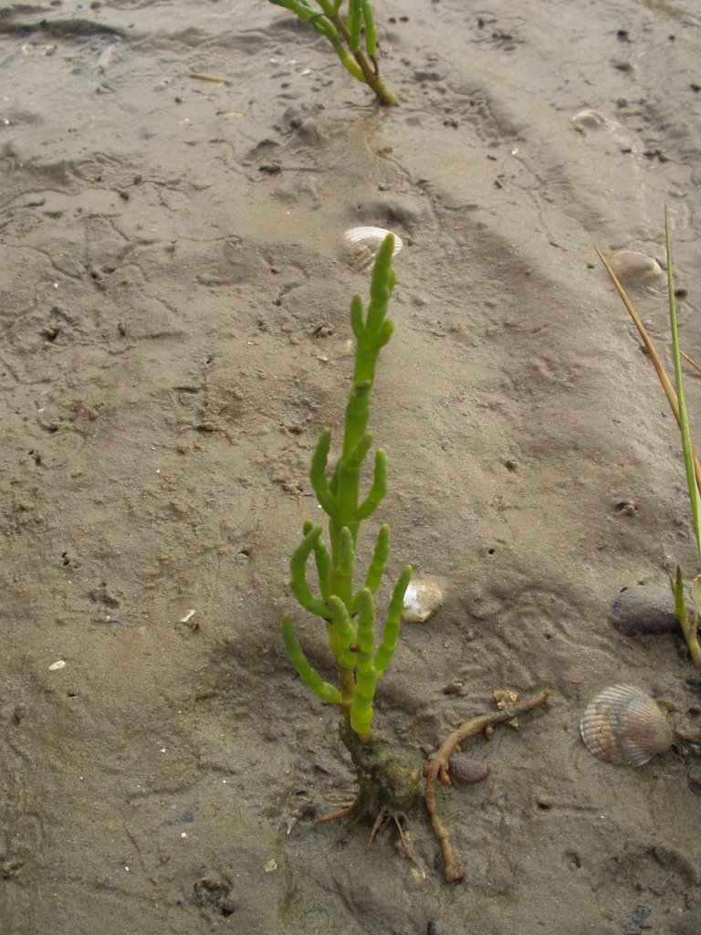 Queller auf Salzwiese am Wattenmeer by Appel.