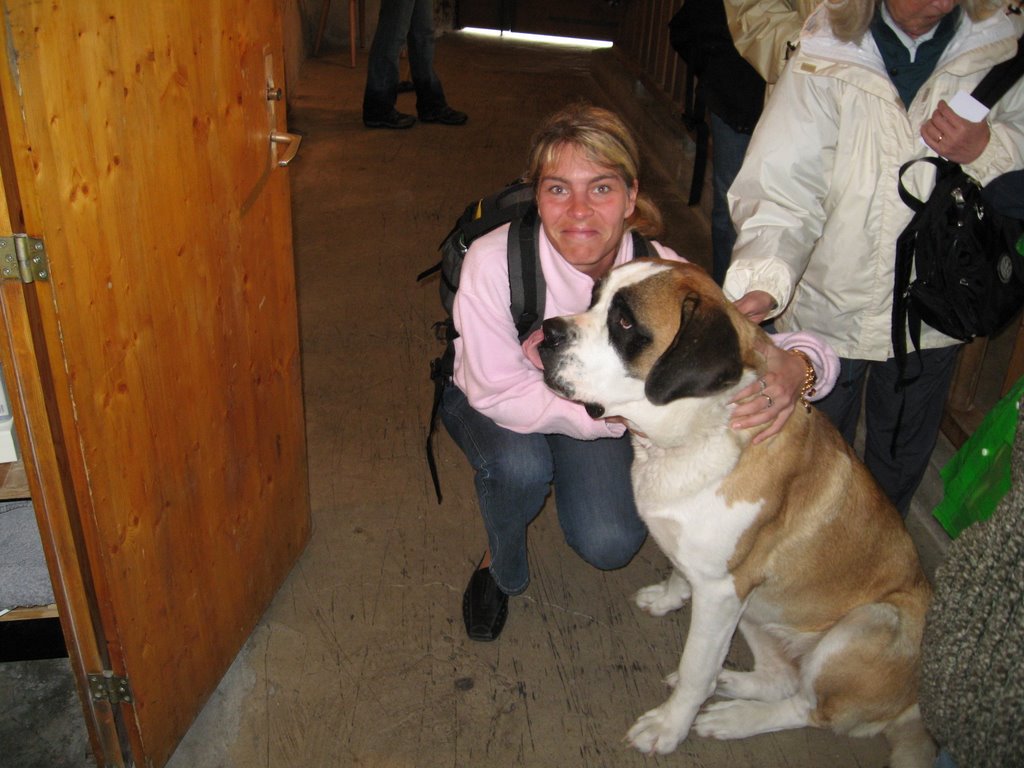 Saint bernard dog summer 2007 by Petr Ducháč