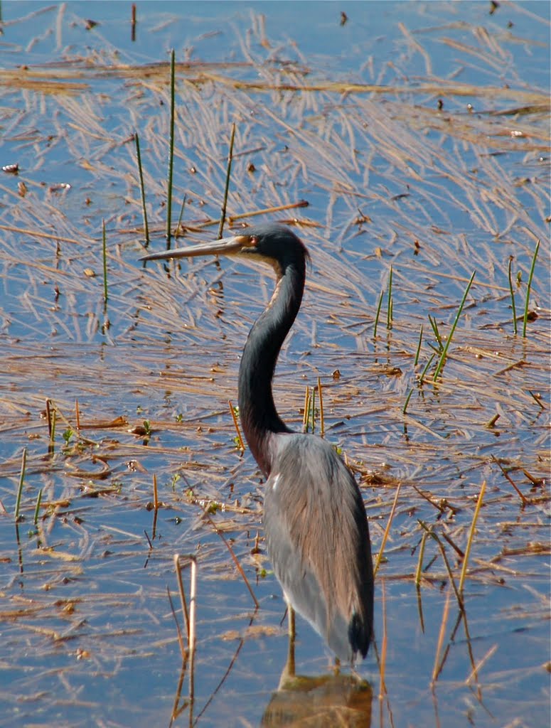 Little Blue Heron by ritli