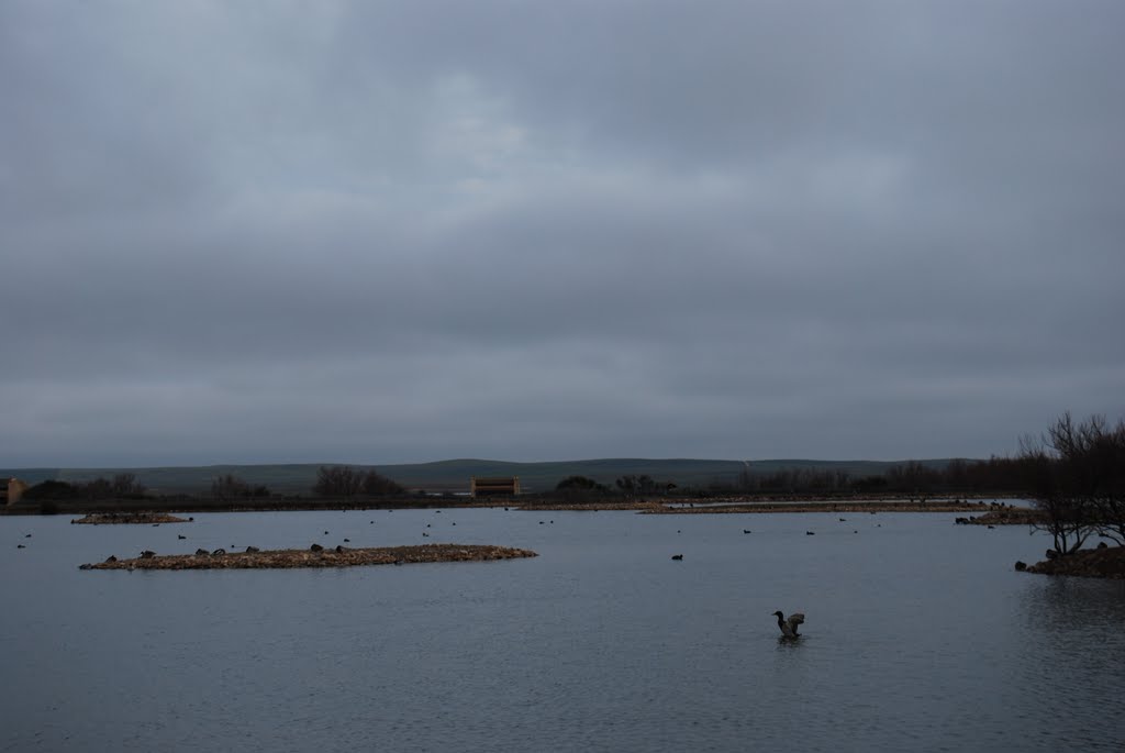 Laguna grande -Humedal de Villafáfila- by acf-za