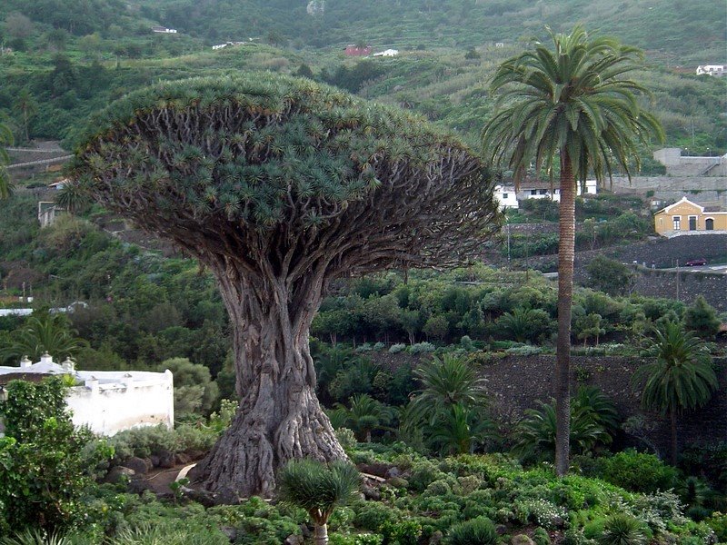 ESPAÑA Isla de Tenerife, Icod de los Vinos by Talavan