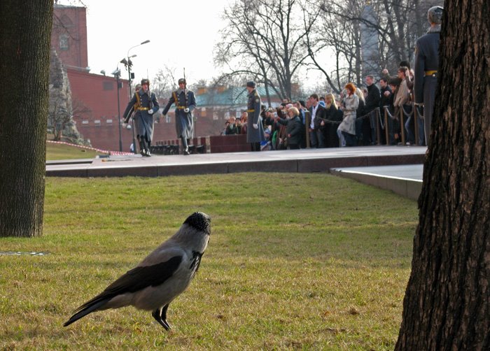 Crow & guard. Ворона и караул by abertan