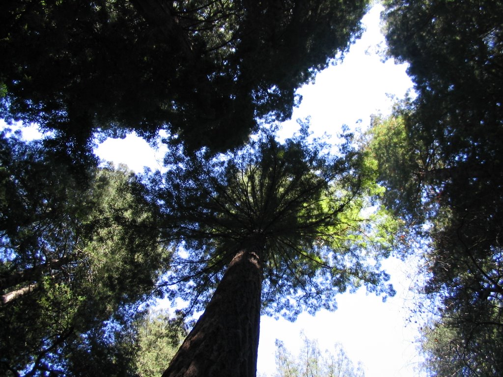 5217 Muir Woods National Monument by tmfelser