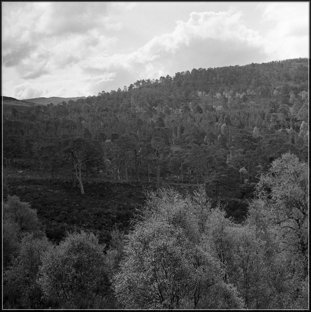 Caledonian Forest, Glen Affric (black and white) by PigleT