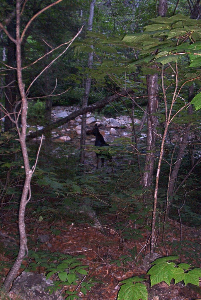 Moose on Chimney Pond Trail by Chris Sanfino