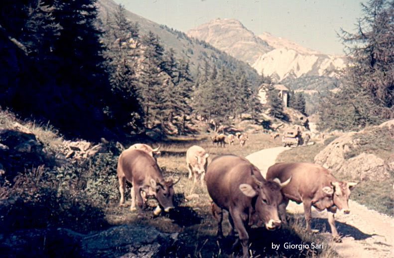 1972 La Rosa Svizzera Panorama by Giorgio Sari