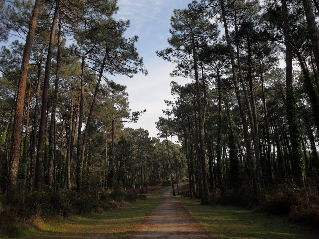 Foret du pignada by david ollagnon