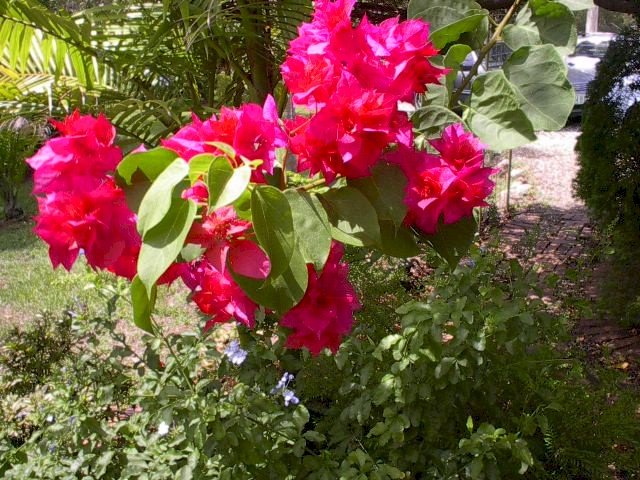 Brisbane in Bloom by Stuart Madill