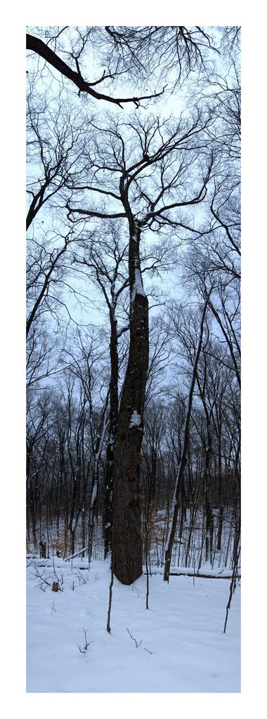 Bowles Woods Maple Winter by gbwebb-art