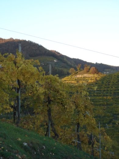 Wineyards - Mongarda vinery by mrtormar