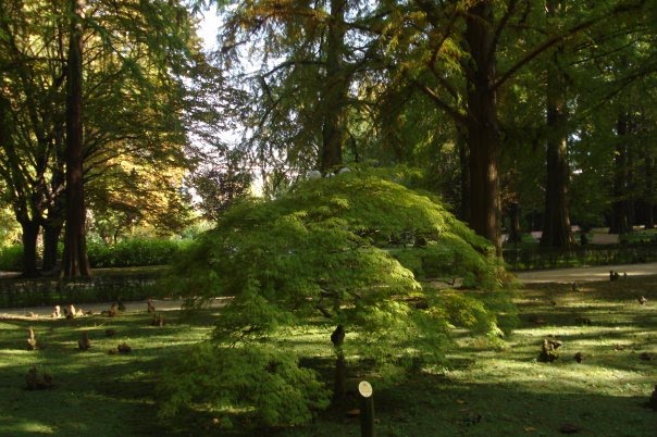 Sotto gli Alberi by Gio la Gamb