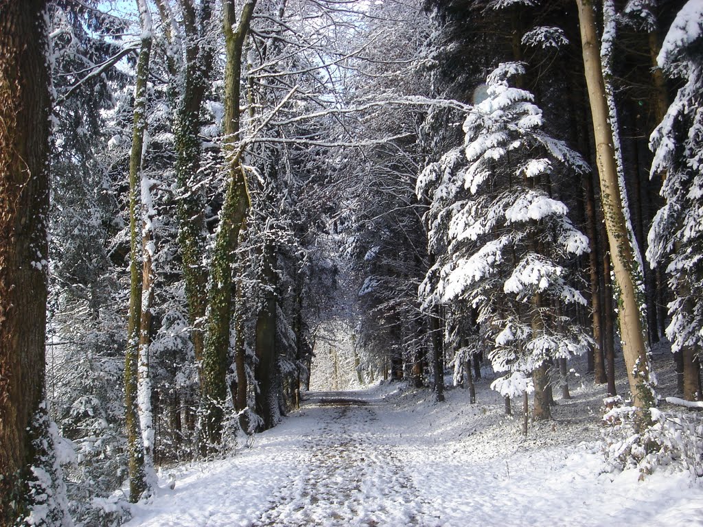 Winterwald am Kirchweg Suhrenmatten by Jakob Plüss