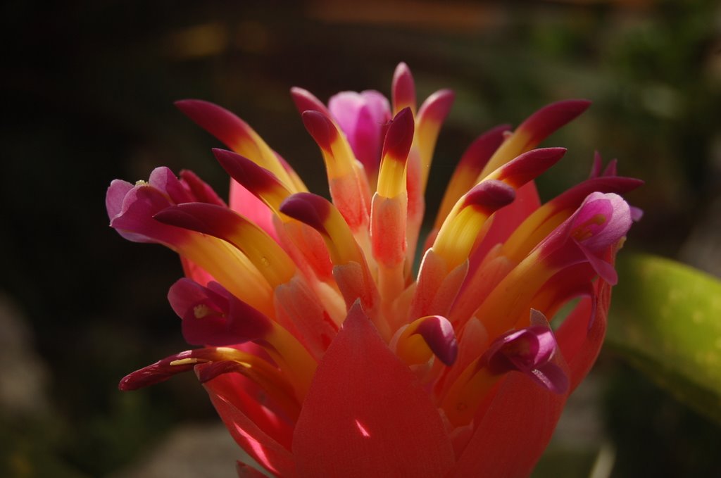 Bromeliads - Botanical Garden by r_kraft