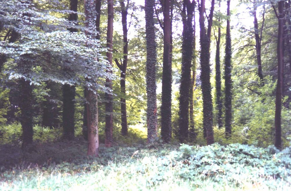 WOODS IN THE GROUNDS OF ST FAGANS by CLIVE BAILEY