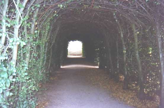 A TREE ARCH IN THE GROUNDS by CLIVE BAILEY