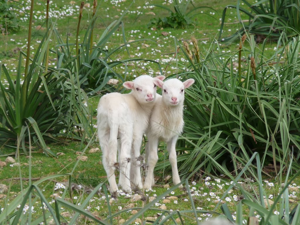 Cute Lambs in Búger by gabachat