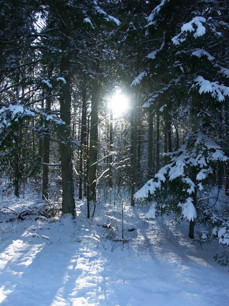 Die Sonne strahlt durch dichten Tann auf eiskalten Schnee by Jörn KH