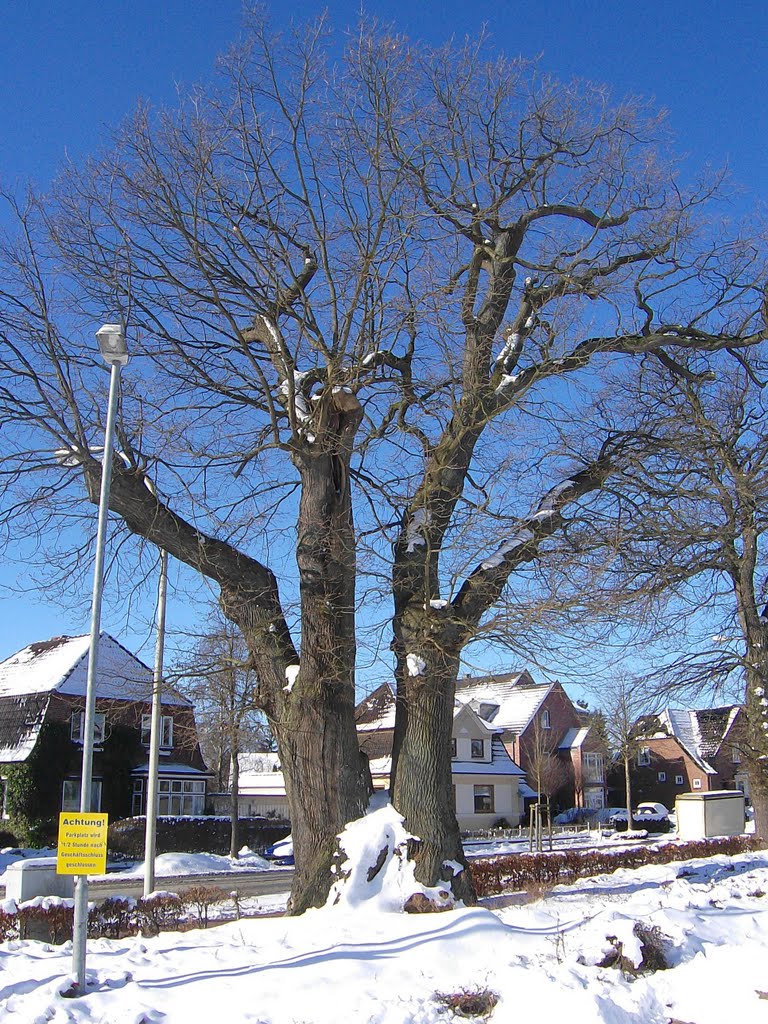 Kronshagen, Doppeleiche an der Kieler Straße by Petrokron