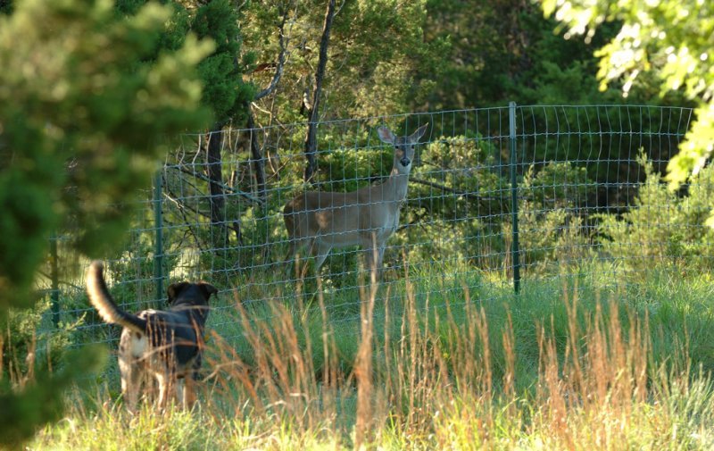 Deer and Abby, Austin, Texas, USA by Don J Schulte