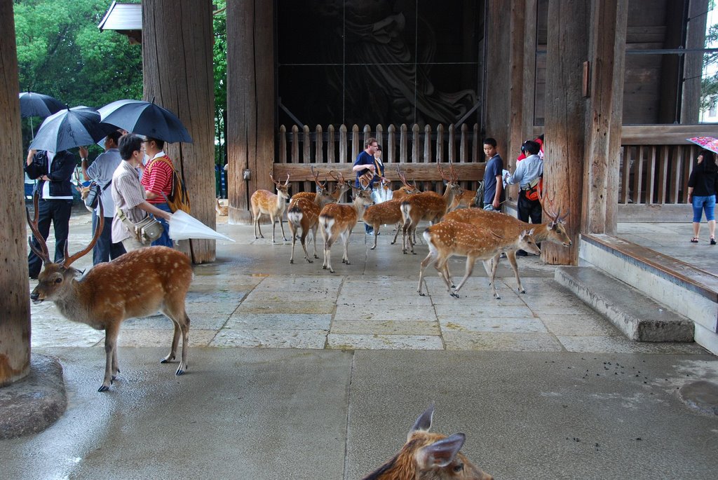 Zoshicho, Nara, Nara Prefecture 630-8211, Japan by jetsun