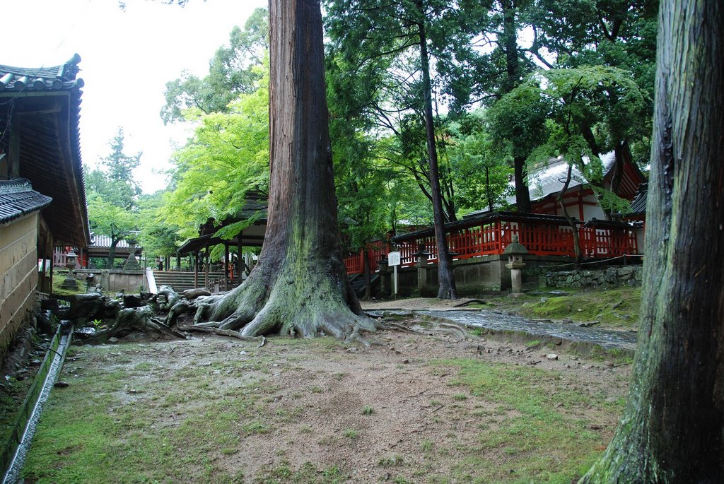 Zoshicho, Nara, Nara Prefecture 630-8211, Japan by jetsun