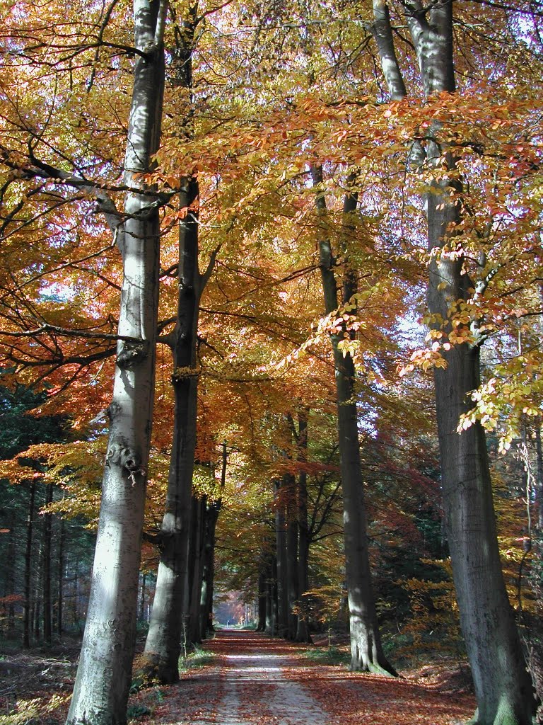 Philosophenweg im Vareler Wald by frisianchris