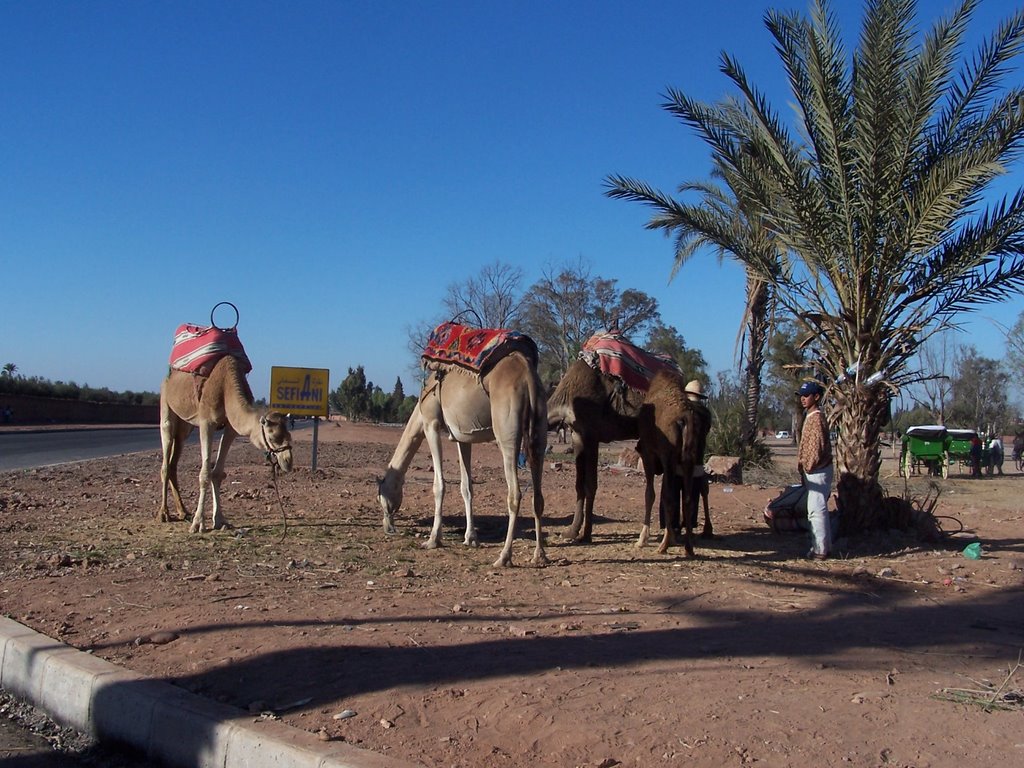 Camels/Marrakesh by tayfuncicek