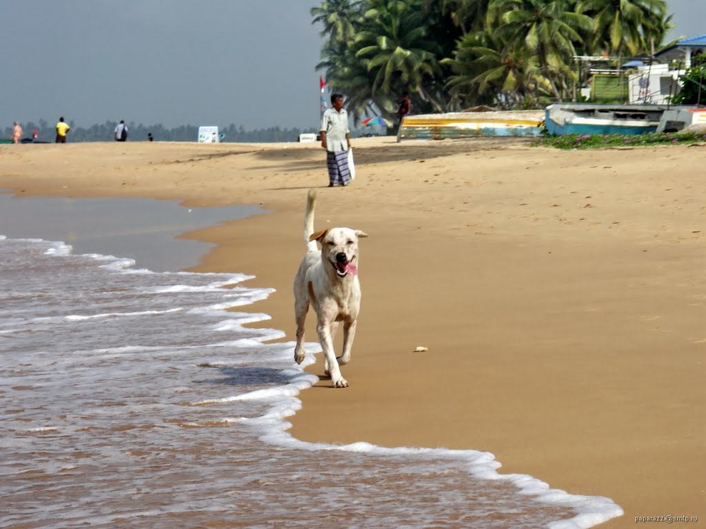 A Piebald Dog Running on the Edge of the Sea by paparazzistas