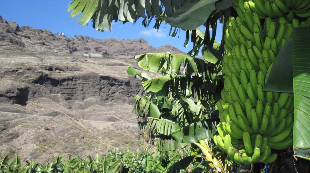 Bananas are still a hugely important crop for La Palma by MDSouter