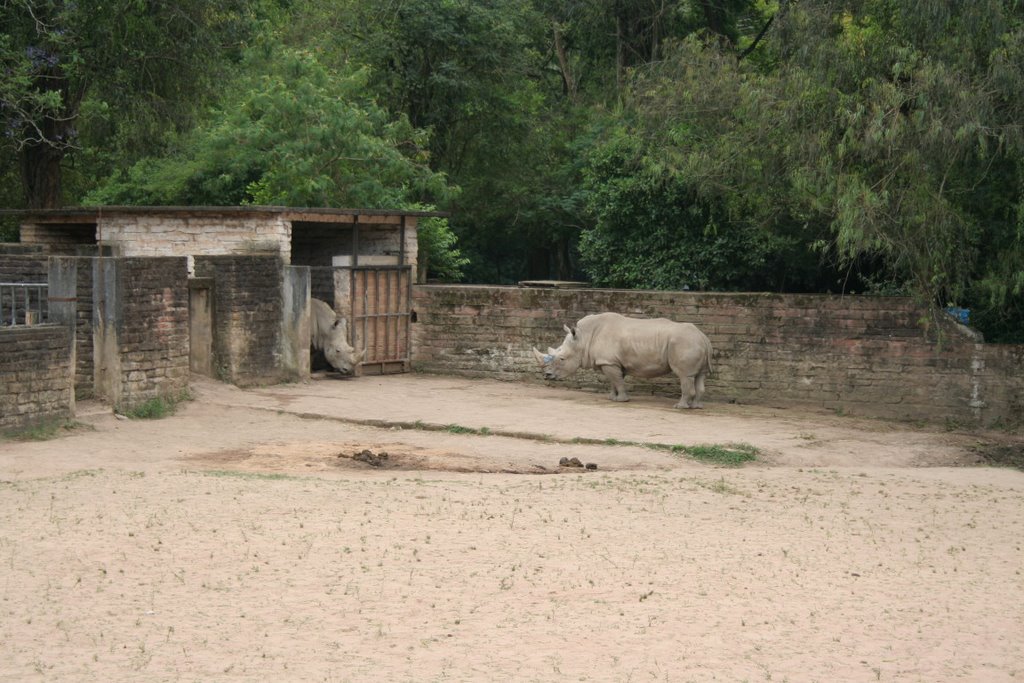 Zoo Sapucaia - rinoceronte_2006 by Leori tartari