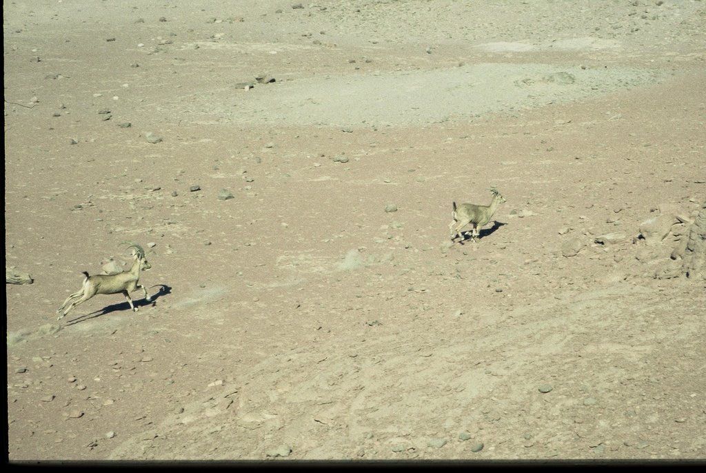 Ibexes in Timna, Negev, Israel - Dec 2001 - יעלים בתמנע by noam_perry