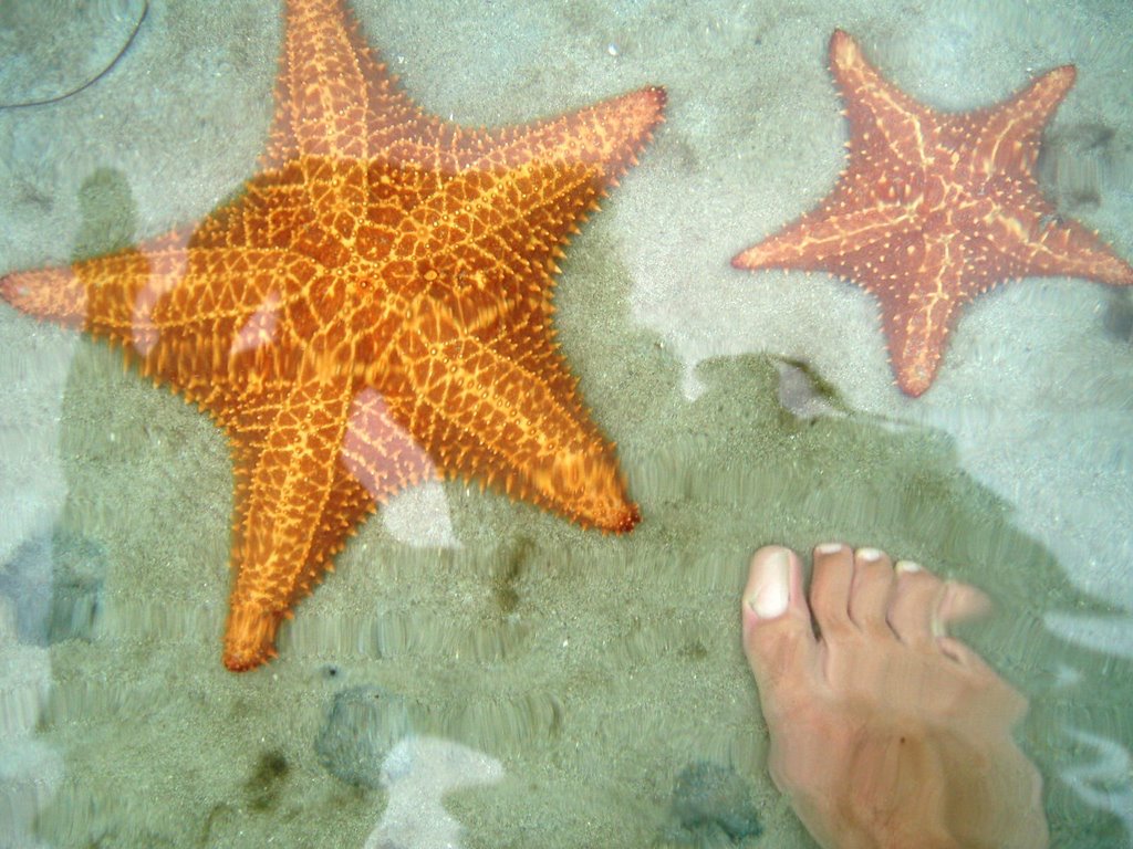 Estrellas de mar en Bocas del Drago by charlie perez lean