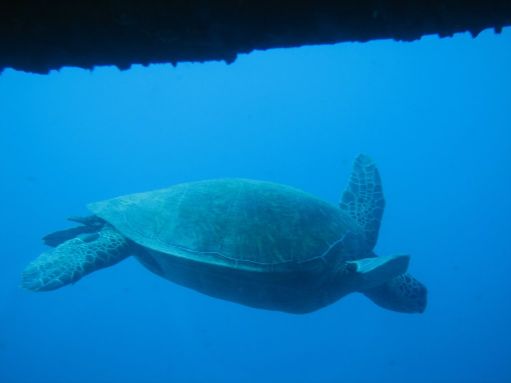 Turtle view from submarine - Honolulu - HI - USA by r_kraft