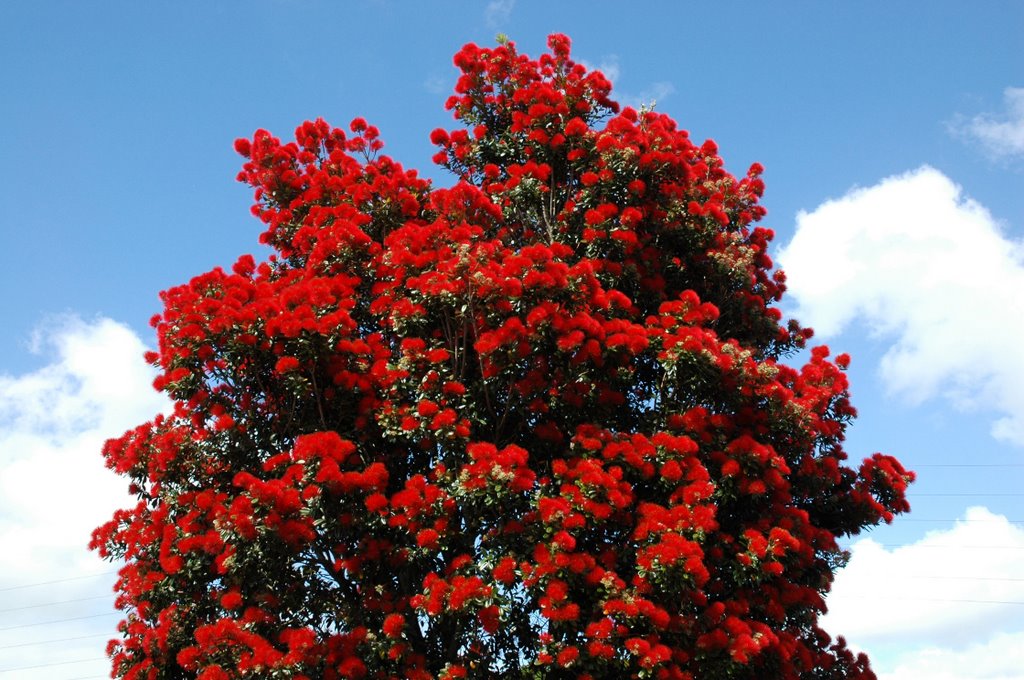 The Pohutukawa (Metrosideros excelsa) by miro59