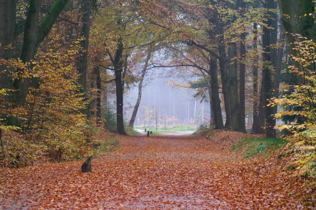 The Netherlands, Autumn in forest, den Treek by adin