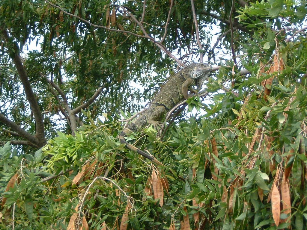 Iguane à la finca de las iguanas, près de Fantasy Island, French Harbour, isla de Roatan, Honduras, Janvier 2005 by Christian Claveau