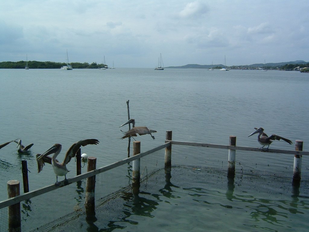 Pélicans à la finca de las iguanas avec en arrière plan French Harbour, Isla de Roatan, Honduras, Janvier 2005 by Christian Claveau