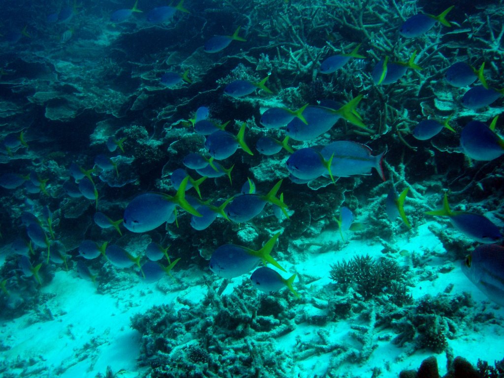 The beauty of colors in the coral reef by ebrunet