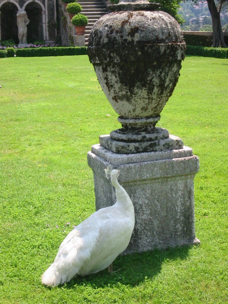 Isola Bella - Pavone Bianco by Alice83