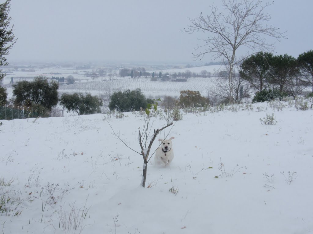 Colline di Bertinoro by oscande