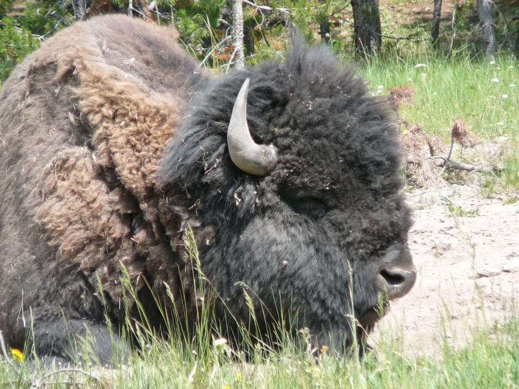 Bison at the Gate by alekkas