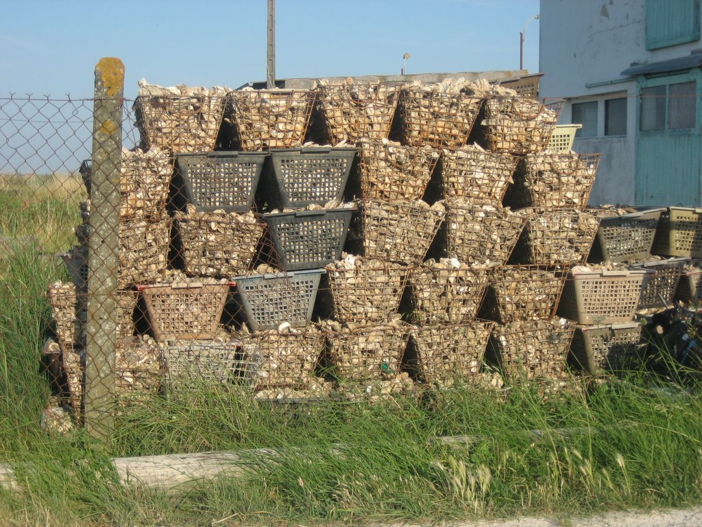 Oysters in Baskets near the "Cité de l'Huître" in Marennes by F&K - Cologne