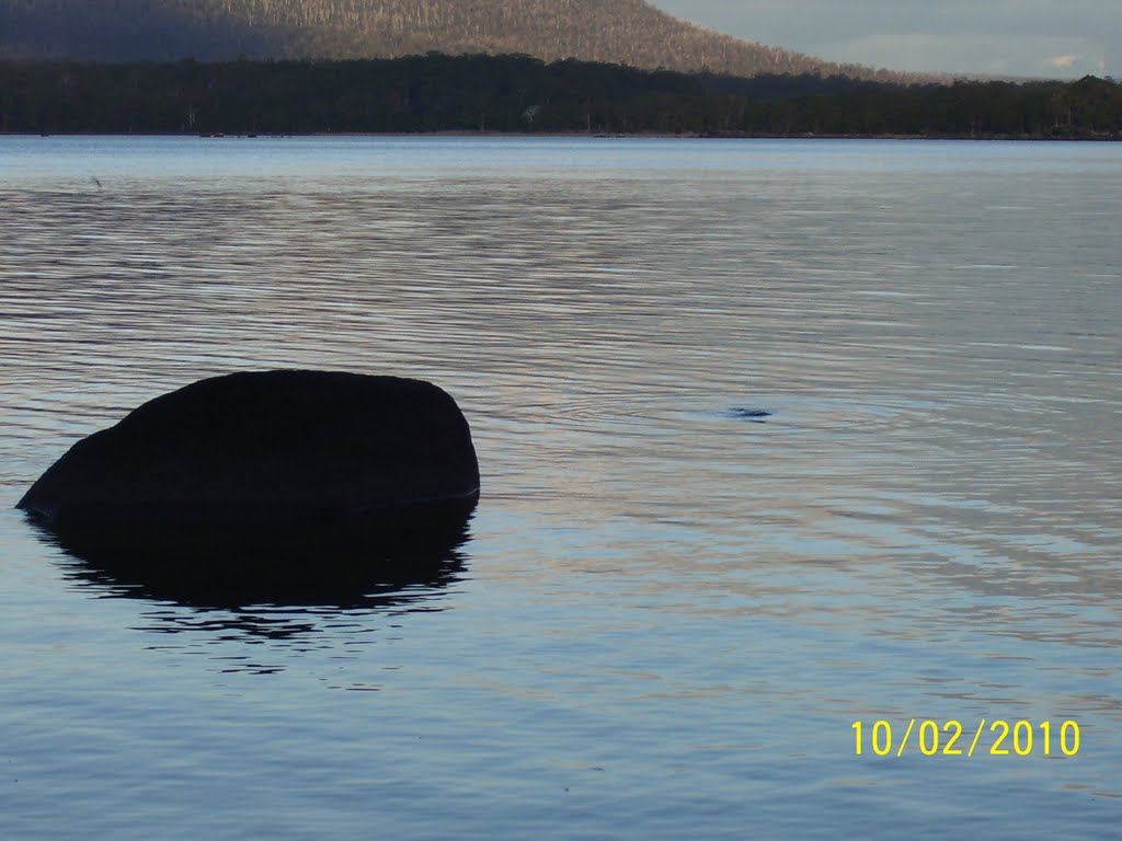 Platypus swimming on dusk just right of rock by cda101