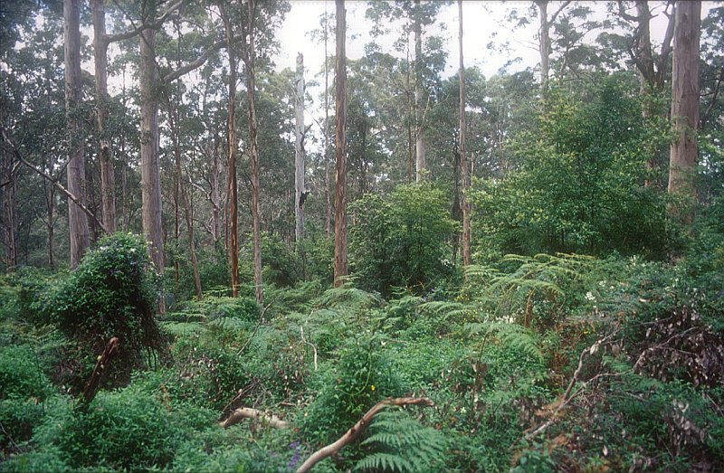 Interior of karri forest by BolekJ