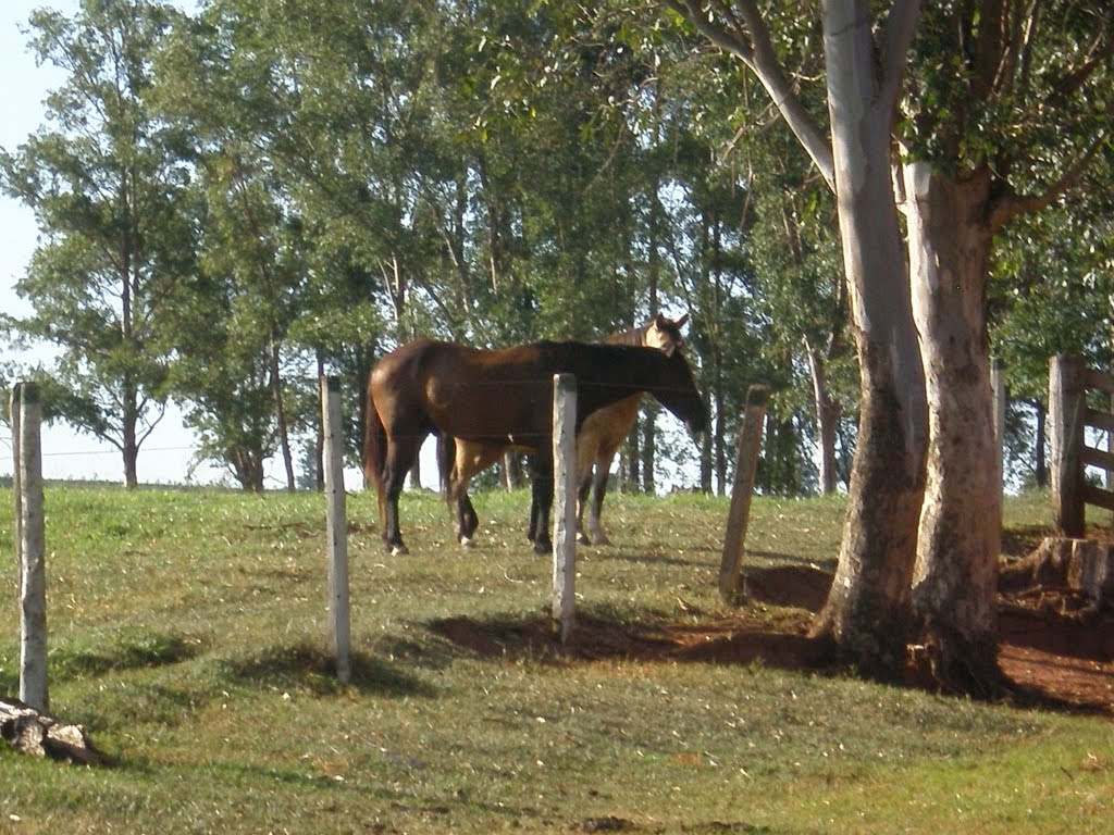 FAZENDA ITAIPÚ - PÉROLA-PR by Udson Pinho